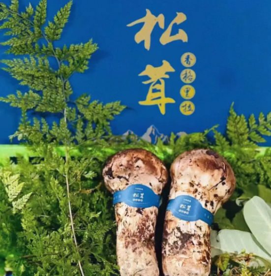 又是一個(gè)香格里拉松茸季節(jié)“以松茸為始，以松茸為終”
